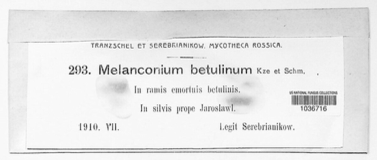 Melanconium betulinum image
